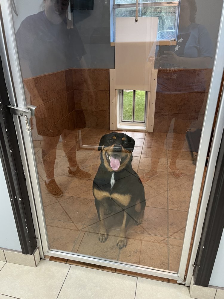 The Pet Palace - pet boarding facility in Webster, TX