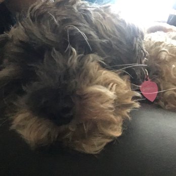 Forest City Dog Park - All tuckered out :) - Dog Parks Near Me - Honolulu, Hawaii