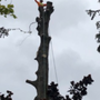 Photo of Luisiana Tree Services