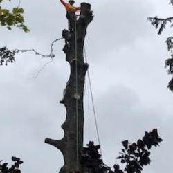 Luisiana Tree Services
