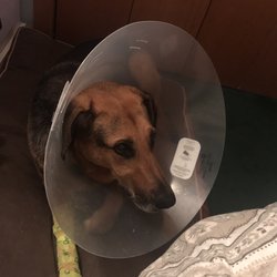 Springfield Animal Hospital - Nelly recouping