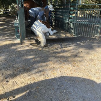 Just Horse'n Around - Horse not being medicated for asthma collapsed in ring. Collapsed in trailer. - Pet Services Near Me - Inverness, Florida Just Horse'n Around - Horse not being medicated for asthma collapsed in ring. Collapsed in trailer. - Pet Services Near Me - Inverness, Florida