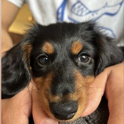 Petland Webster