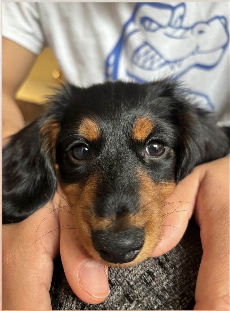 Petland Webster Image