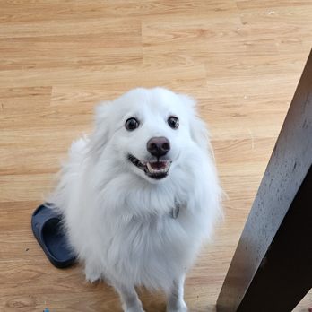 Doggy Doolil Daycare - Pet Training Near Me - Surrey, British Columbia Doggy Doolil Daycare - Pet Training Near Me - Surrey, British Columbia