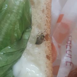 Popeyes Louisiana Kitchen