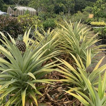 Frankie's Nursery - More baby pineapples - Nurseries & Gardening Near Me - Waimanalo, Hawaii