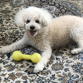 Vida pet grooming - Pet Sitting Near Me - Reseda, California