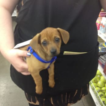 Pet Food Express - Hanz and Brooke :) - Pet Stores Near Me - Alameda, California Pet Food Express - Hanz and Brooke :) - Pet Stores Near Me - Alameda, California