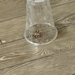 Cockroaches