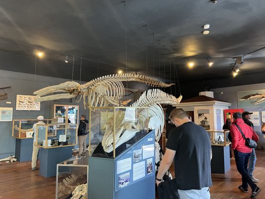 The Whale Museum by null