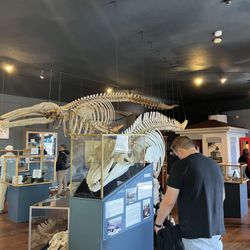The Whale Museum - Whale museum