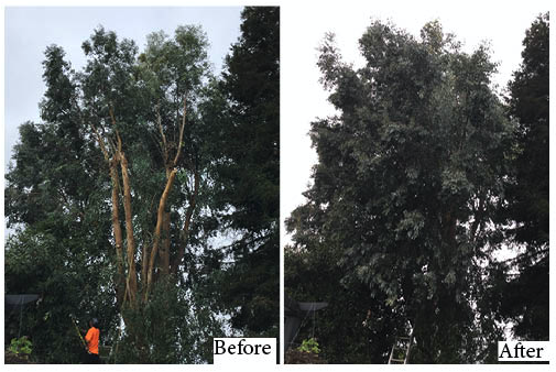 Tree Trimming and Pruning - Have a tree you would like to see thrive? Pruning is an important part of taking care of your trees -- but every tree is unique. Have Mitch, an ISA certified arborist, come out and give you the best recommendation for how and when you should have your trees pruned. We'll take care of the rest.