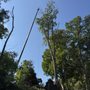 Favorite Tree Service