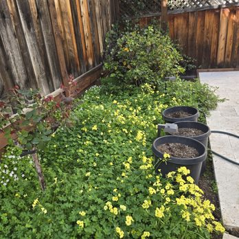 Edward Services - Before - Gardeners Near Me