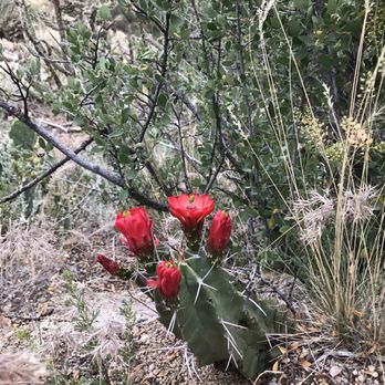 La Luz Trail - Hiking Near Me - Albuquerque, New Mexico