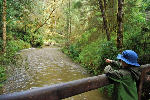 Redwood Adventures by null