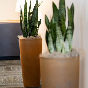 Kelly Green - Snake plants in tall corten planters in commercial office. - Indoor Landscaping Near Me - Seattle, Washington Kelly Green - Snake plants in tall corten planters in commercial office. - Indoor Landscaping Near Me - Seattle, Washington