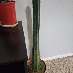 Plant Perfect - San Pedro