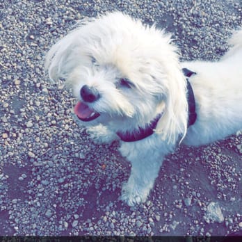Hamlin Dog Park - Someone loves the dog park - Dog Parks Near Me - Chicago, Illinois Hamlin Dog Park - Someone loves the dog park - Dog Parks Near Me - Chicago, Illinois