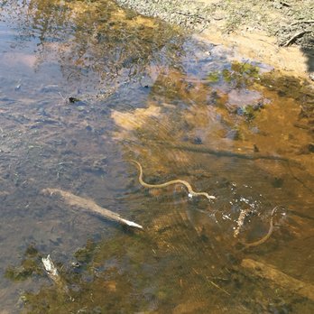 Mason Neck State Park - Snek! - Parks Near Me - Lorton, Virginia