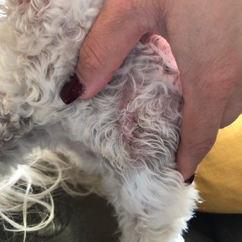 Canine Custom Cuts - Her shoulder - Pet Groomers Near Me - Yorba Linda, California