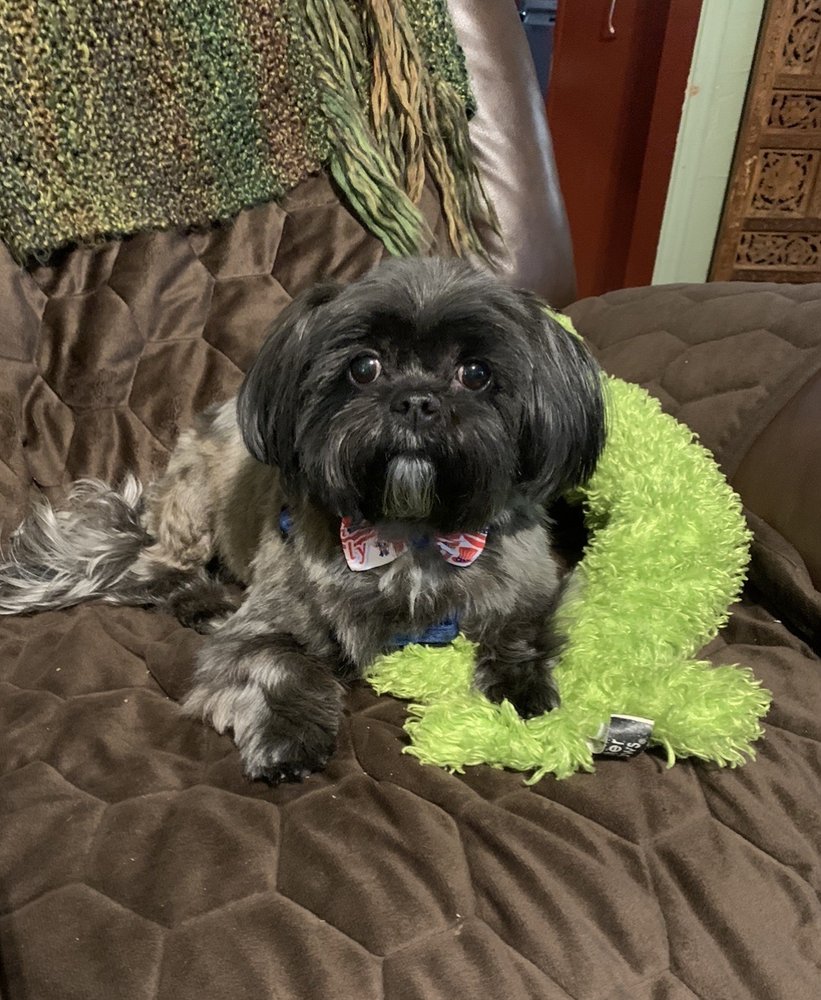 PAWSITIVITY DOG GROOMING 10 Photos 960 Clocktower Dr, Springfield