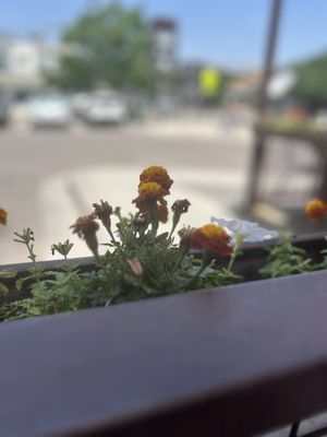 Atomic Cowboy home of Denver Biscuit Co & Fat Sully's NY Pizza by null