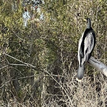 Airboat Adventures - Boat Tours Near Me - Lafitte, Louisiana