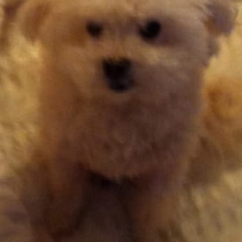 Petite Pets - Pet Stores Near Me - Huntington Station, New York