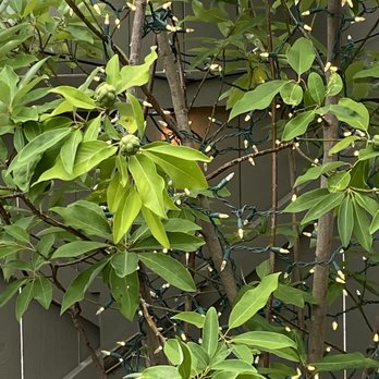 Peerce’s - Sweet bay magnolia - Indian Near Me - Phoenix, Maryland