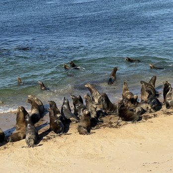 San Carlos Beach - Lots of sea lions - Beaches Near Me - Monterey, California San Carlos Beach - Lots of sea lions - Beaches Near Me - Monterey, California