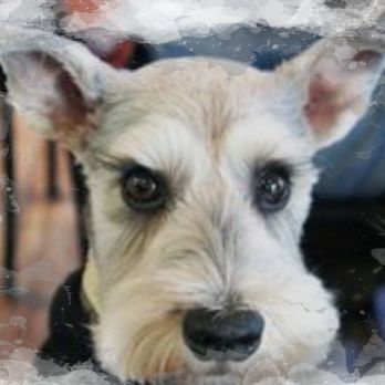 Nikki's Pet Spa - My senior baby - Pet Groomers Near Me - Norco, California Nikki's Pet Spa - My senior baby - Pet Groomers Near Me - Norco, California