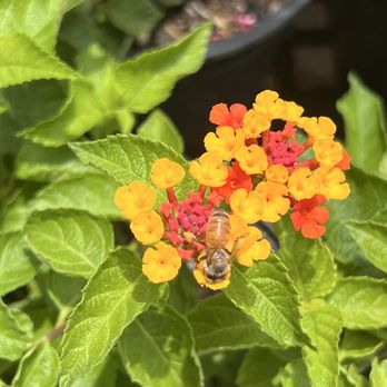 Flamingo Road Nursery - Nurseries & Gardening Near Me - Davie, Florida Flamingo Road Nursery - Nurseries & Gardening Near Me - Davie, Florida