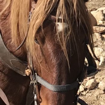 Baldwin Lake Stables - Big Bou. - Horseback Riding Near Me - Big Bear City, California Baldwin Lake Stables - Big Bou. - Horseback Riding Near Me - Big Bear City, California
