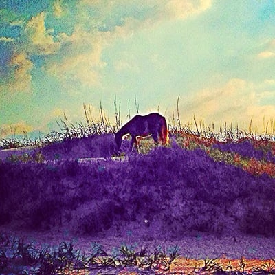 Corolla Wild Horse Fund by null