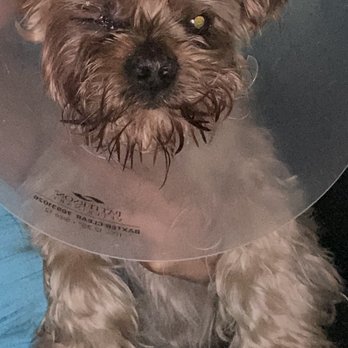 Euclid-Walnut Pet Clinic - After surgery - Veterinarians Near Me - Ontario, California
