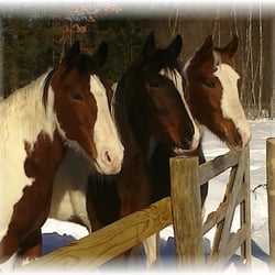 Painted Blessings Ranch - Three of our Blessings...