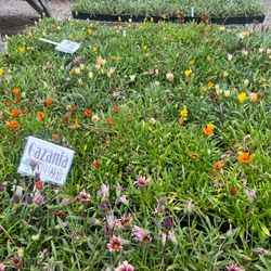 GP Landscape & Maintenance