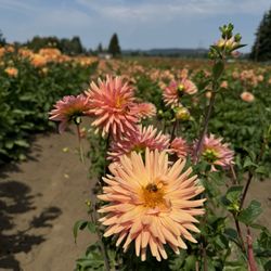 Swan Island Dahlias - Dahlia