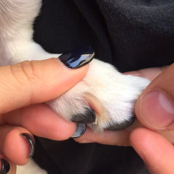 The Animal Keeper - Pet Training Near Me - Oceanside, California