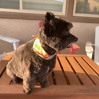 Styles Pet Grooming - Pet Groomers Near Me - Yucaipa, California
