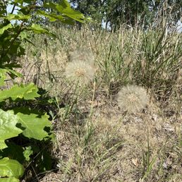 Large seed balls