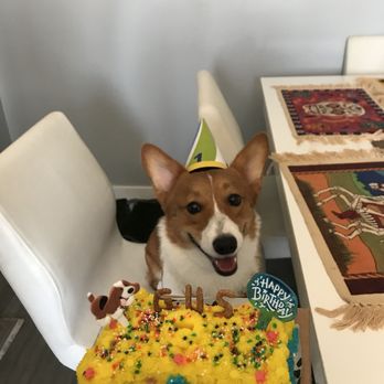 PJ's Pet Cafe - Gus loved his cake! - Pet Stores Near Me - Long Beach, California PJ's Pet Cafe - Gus loved his cake! - Pet Stores Near Me - Long Beach, California