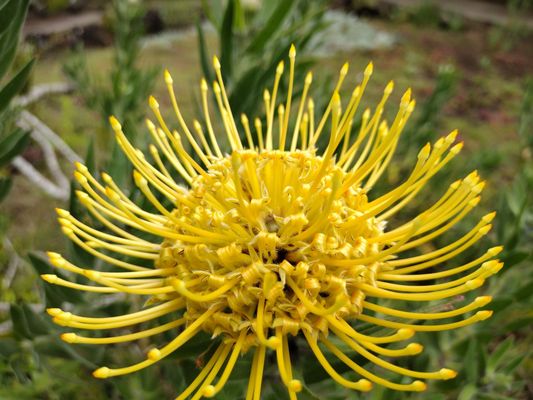 Kula Botanical Garden by null