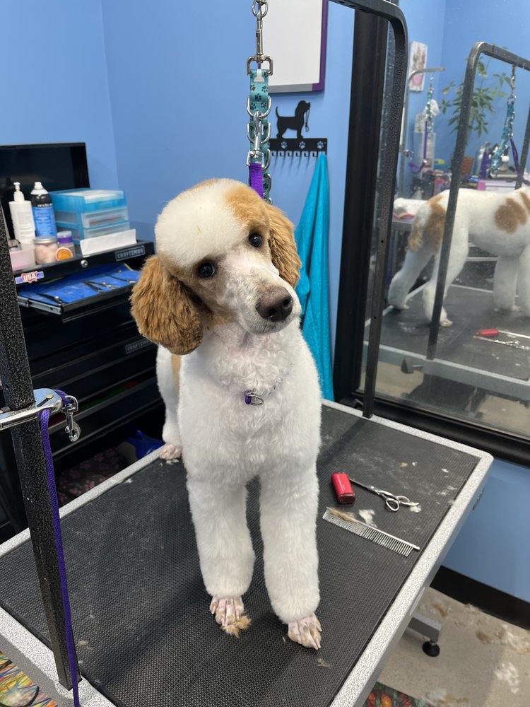 POOCH PARLOR Updated September 2024 Request an Appointment 34
