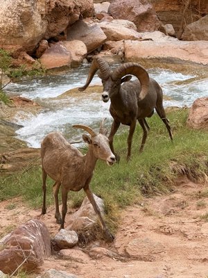 Havasupai Campground by null