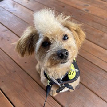Classy Canine's Wiggle Rumps - Pet Groomers Near Me - Castrovalley, California