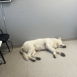 Cardiovascular Care Center: Shahrzad Shareghi, MD - Emotional Support Puppy. So adorable