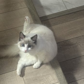 SD Ragdolls - Pet Breeders Near Me - Beverly Hills, California SD Ragdolls - Pet Breeders Near Me - Beverly Hills, California